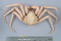 藏品(深紅擬石蟹)的圖片